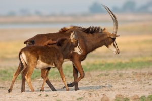 Botswana