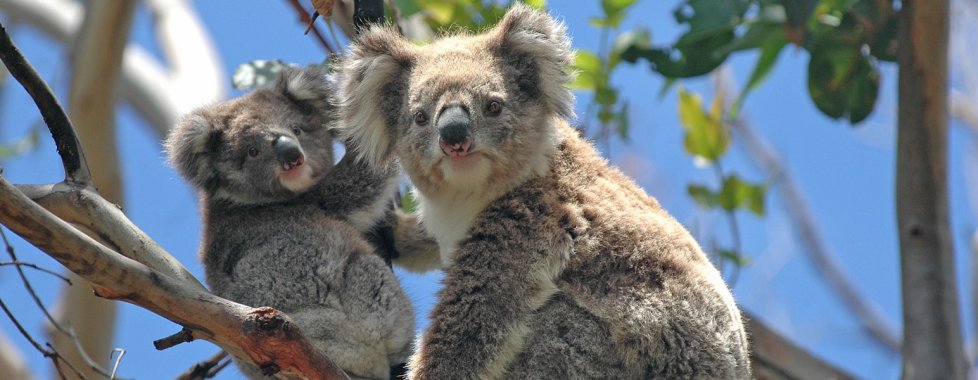 Kangaroo Island