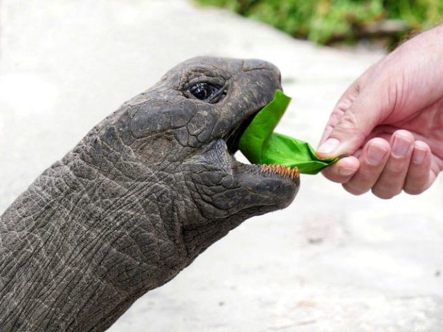 SEYCHELLES EXPLORE NATURA E MARE PASQUA 2025