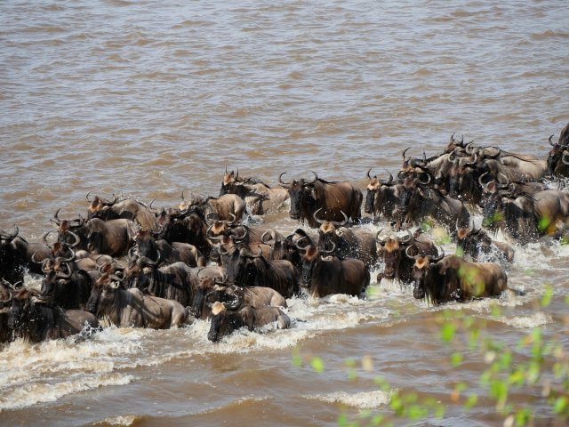 Grande Migrazione Nord Serengeti  Lake Manyara e Tarangire M1