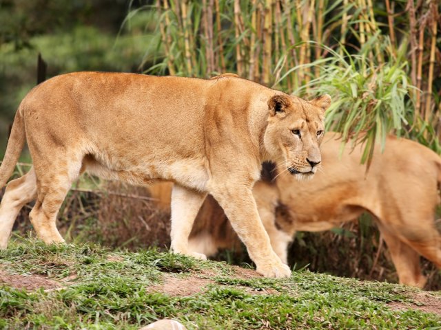 Gran Safari Simba privato parchi Manyara Ngorongoro Serengeti Tarangire G Venturelli