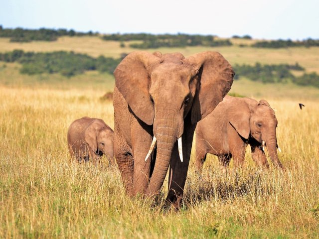 TANZANIA : TANZANIA SPECIALE SAFARI MIGRAZIONE NASCITE E MARE ZANZIBAR