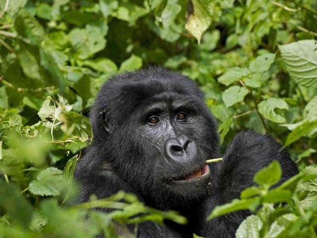 SPECIALE UGANDA FRA SCIMPANZE' E GORILLA