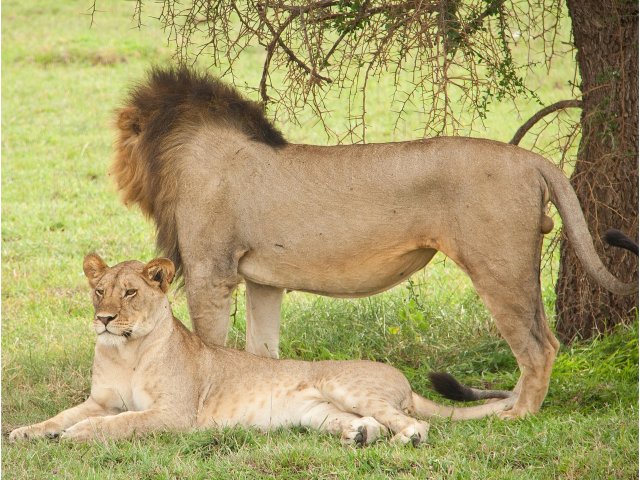 ALLA SCOPERTA DEL VERO KENYA TRA SAFARI E MARE