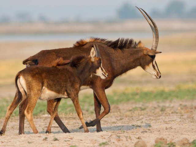 Botswana + Cascate Vittoria