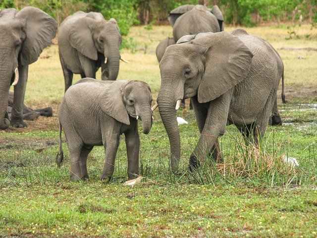 TANZANIA SPECIALE SAFARI MIGRAZIONE NASCITE E MARE ZANZIBAR