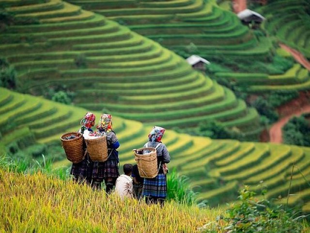 TOUR VIETNAM : GERMOGLI DI ZENZERO