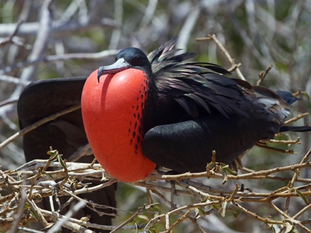 GRAN TOUR DELL' ECUADOR FRA ANDE  AMAZZONIA BALENE E GALAPAGOS