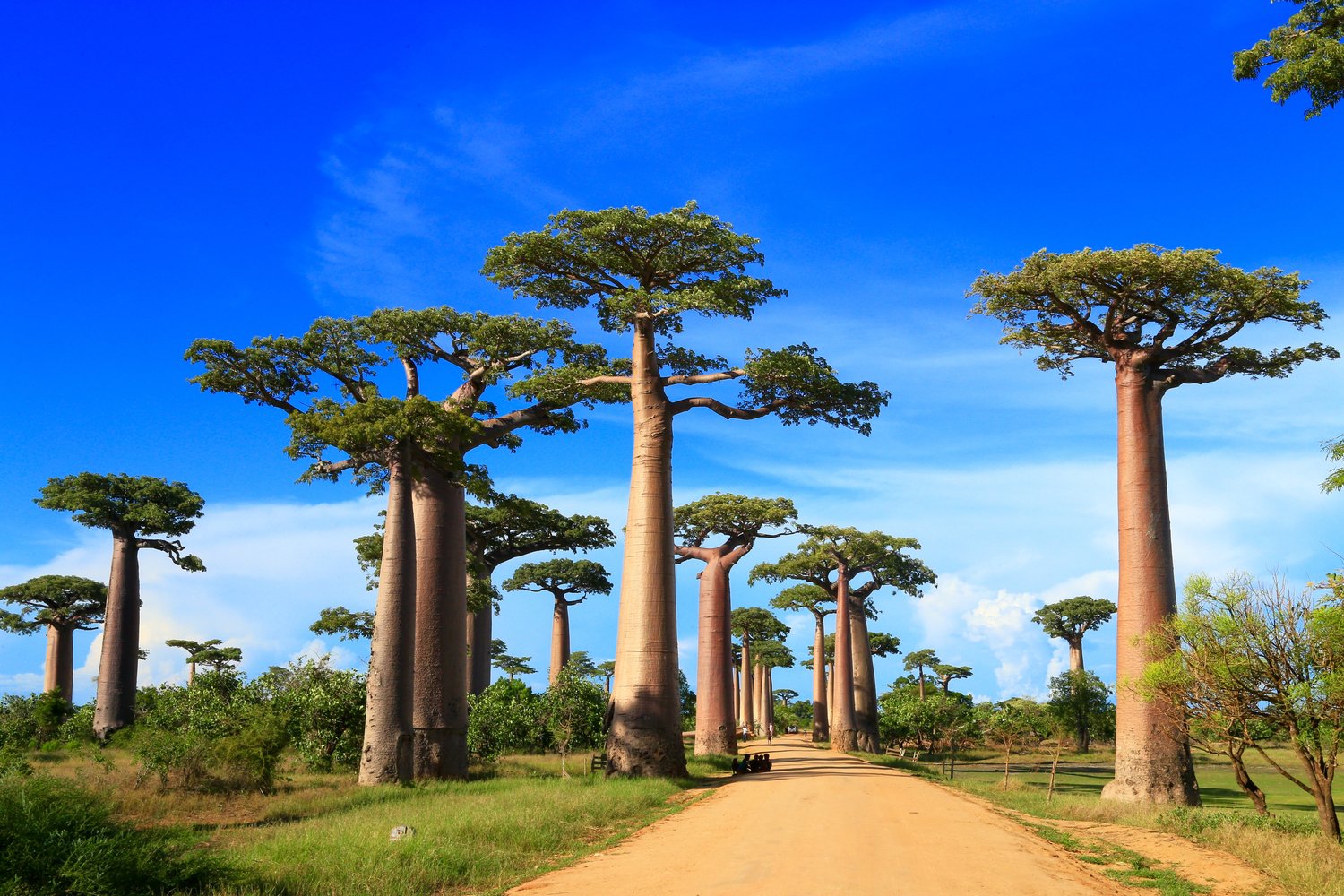 Un’Avventura Incredibile in Madagascar con Mundo Escondido: Agosto da Sogno 